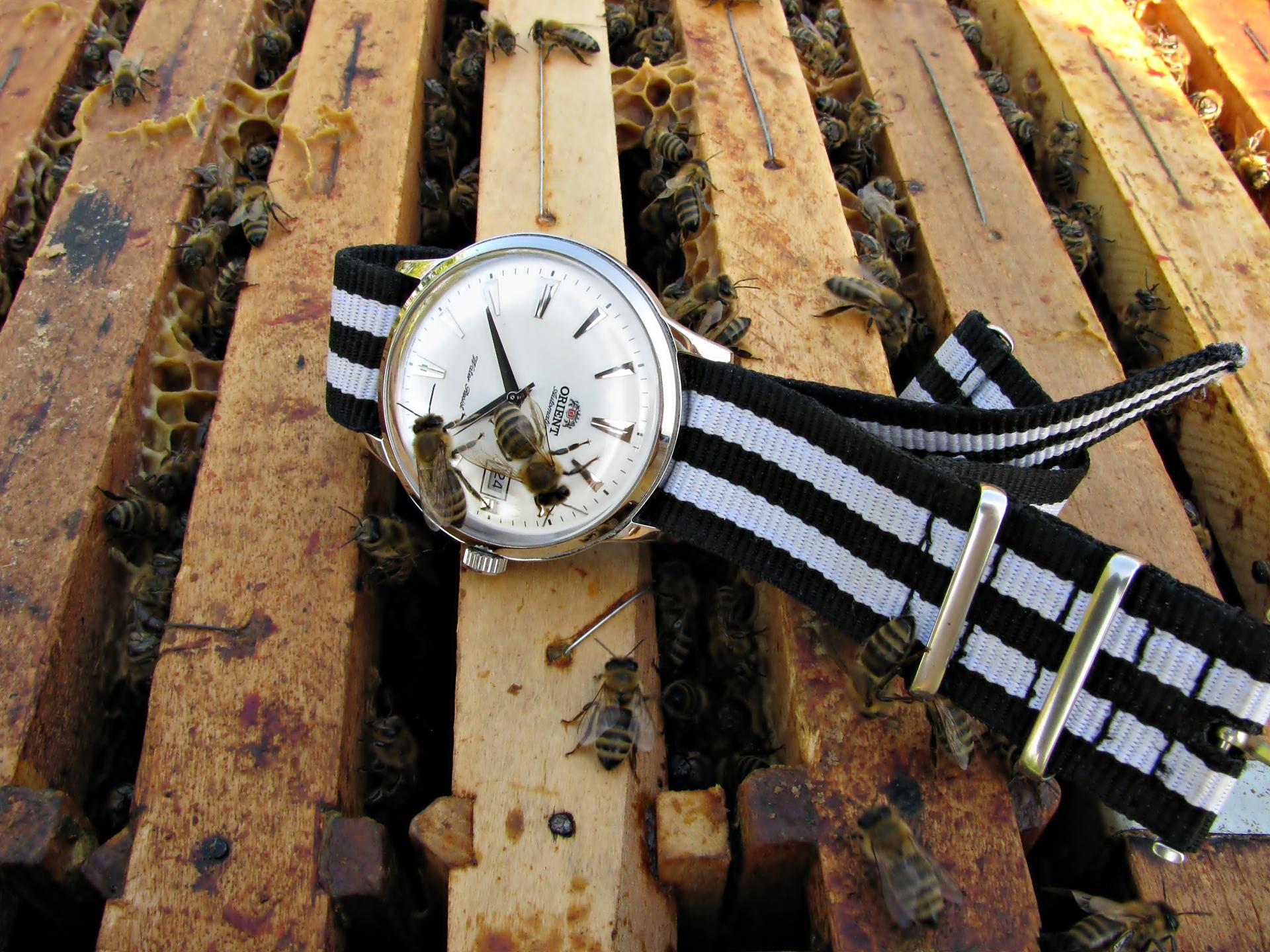 Naziv: IMG_5624 ....jpg, pregleda: 158, veličina: 382,5 KB