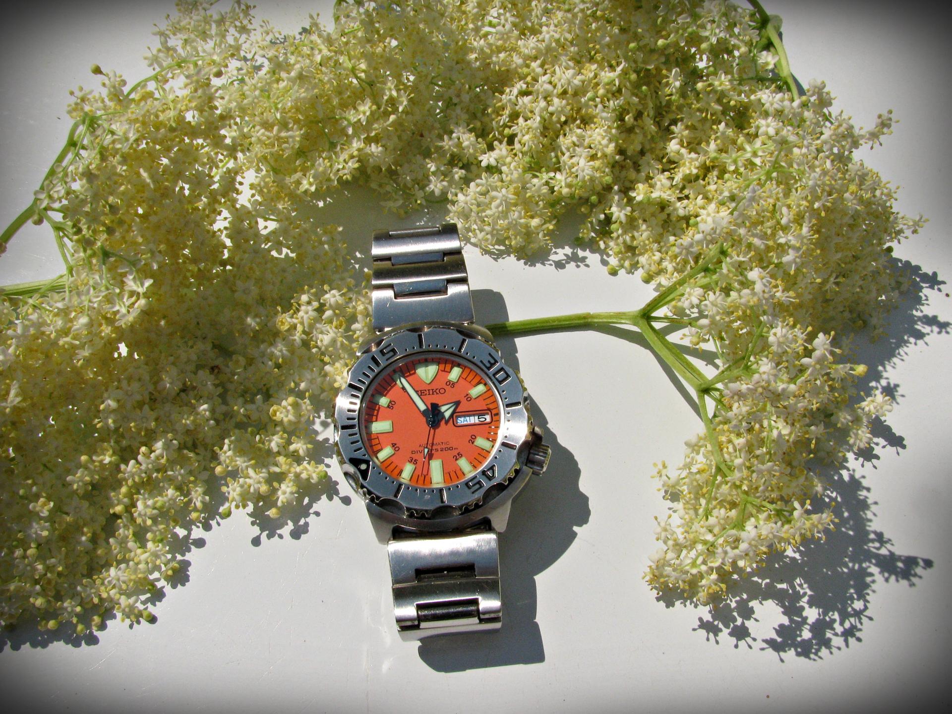 Naziv: IMG_5681 ....jpg, pregleda: 176, veličina: 404,2 KB