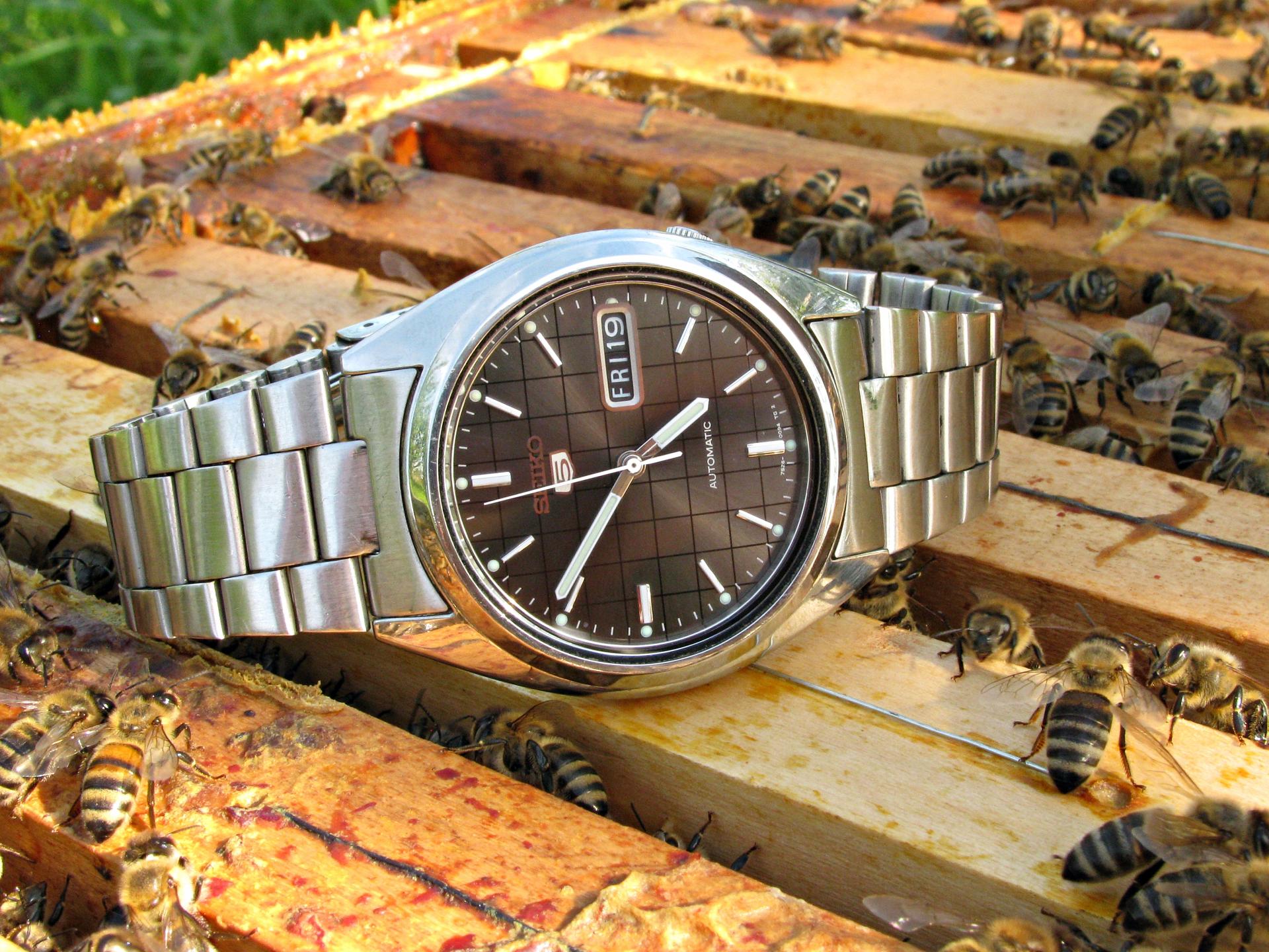 Naziv: IMG_5735 ...,.jpg, pregleda: 233, veličina: 432,3 KB