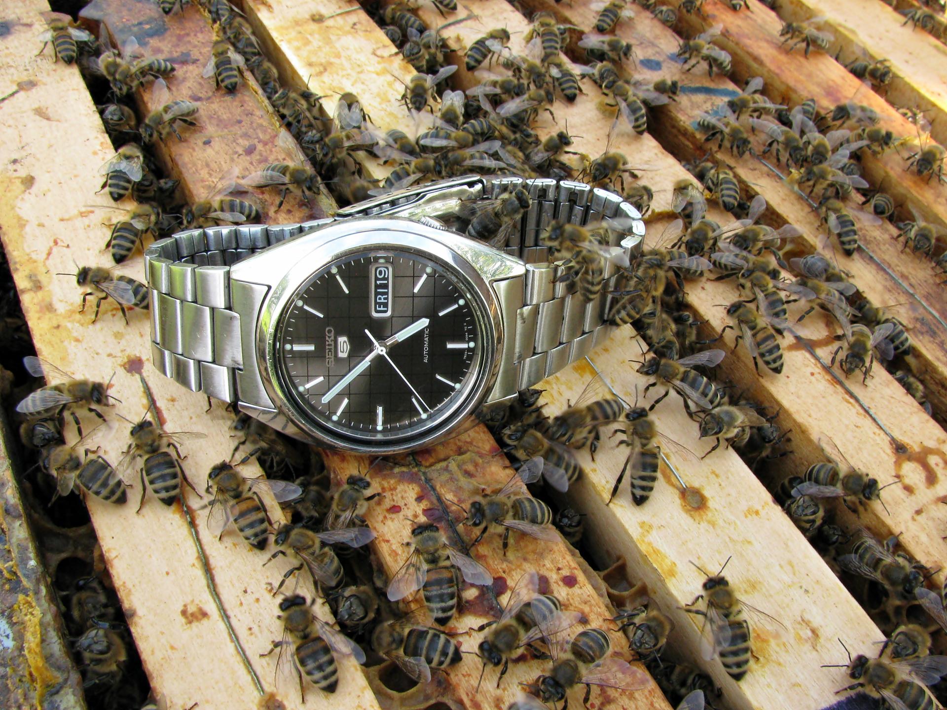 Naziv: IMG_5743 ....jpg, pregleda: 236, veličina: 442,6 KB