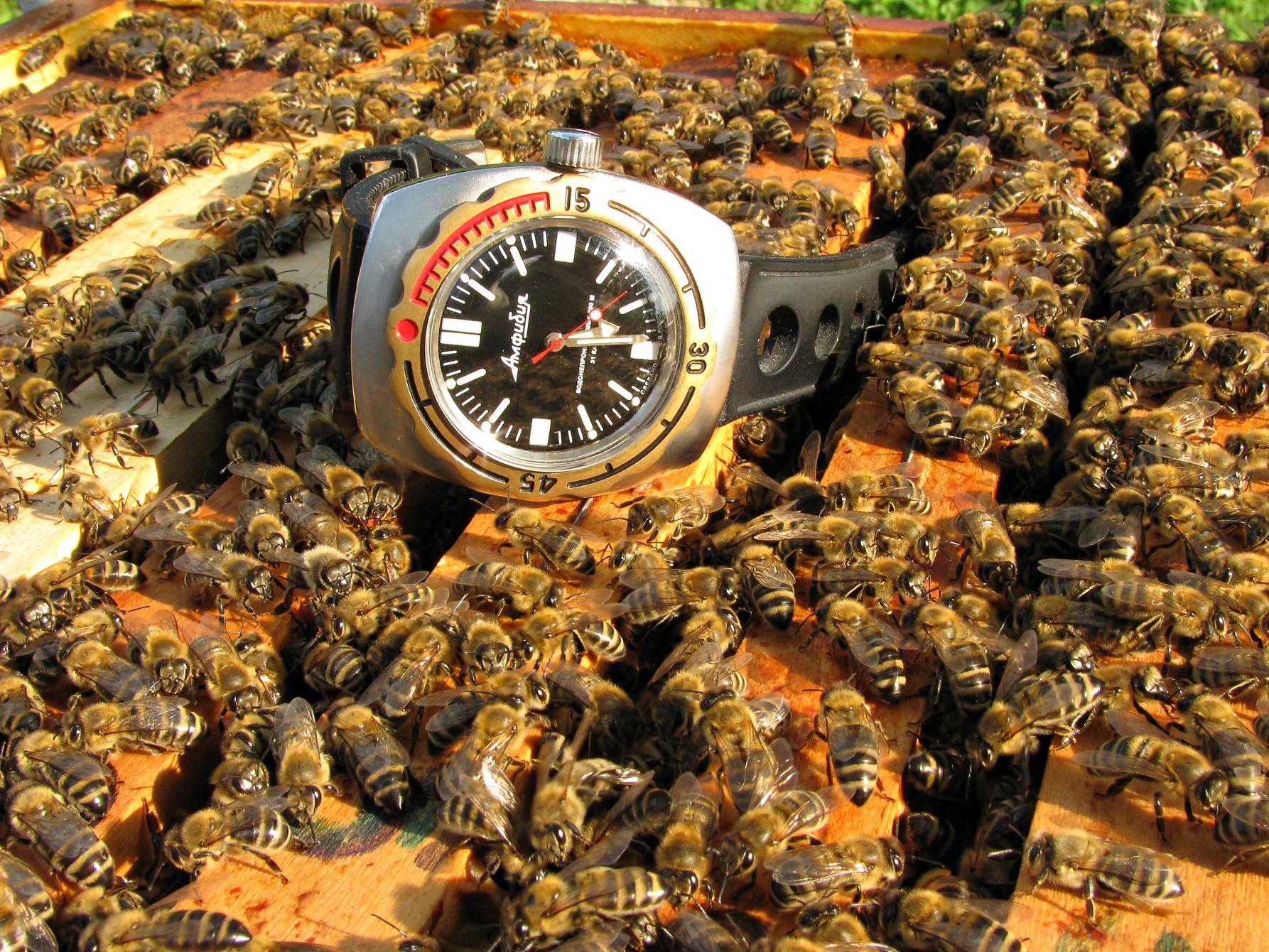 Naziv: IMG_5892 ....jpg, pregleda: 190, veličina: 505,0 KB