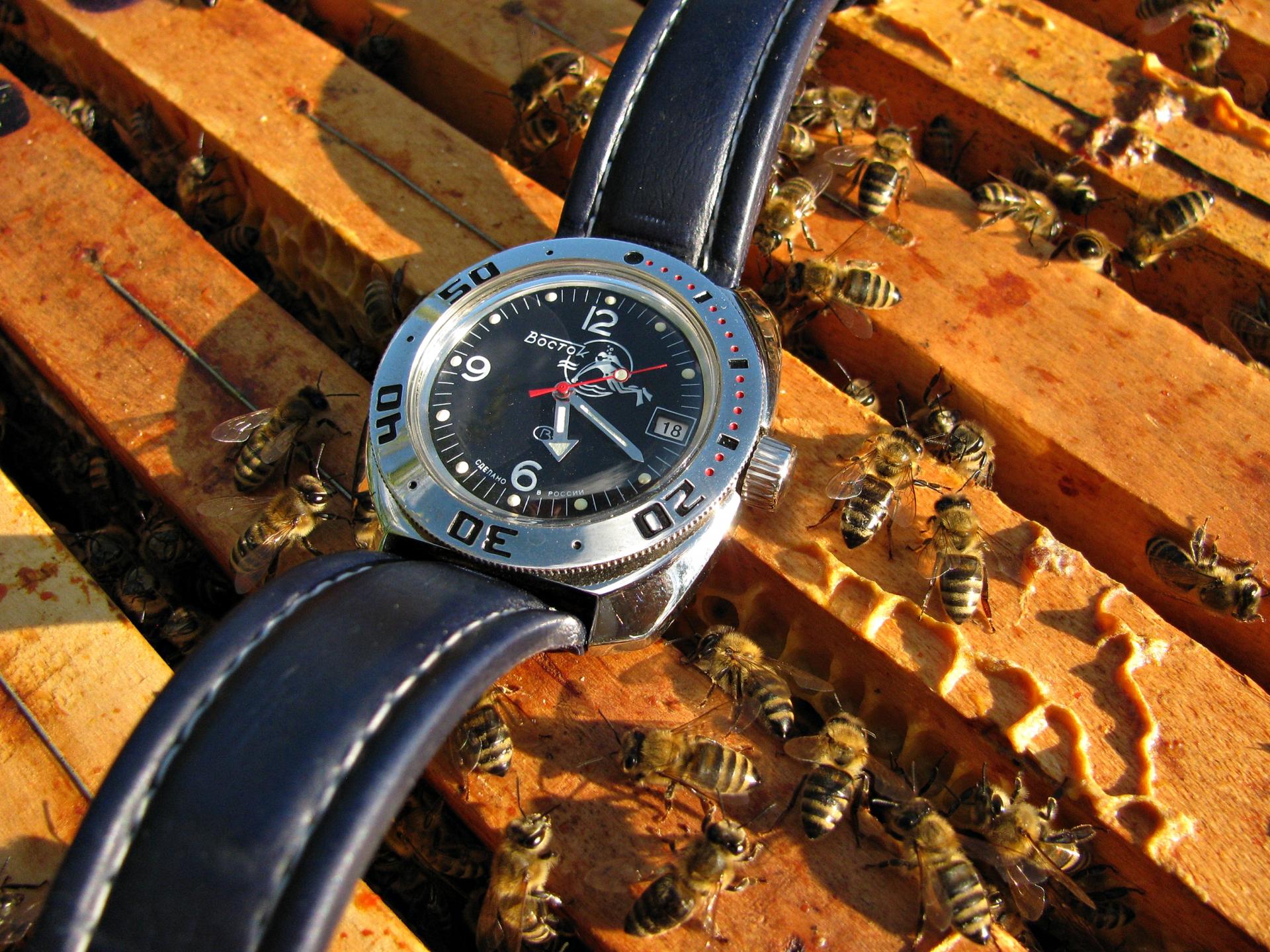 Naziv: IMG_6499 ....jpg, pregleda: 187, veličina: 433,4 KB