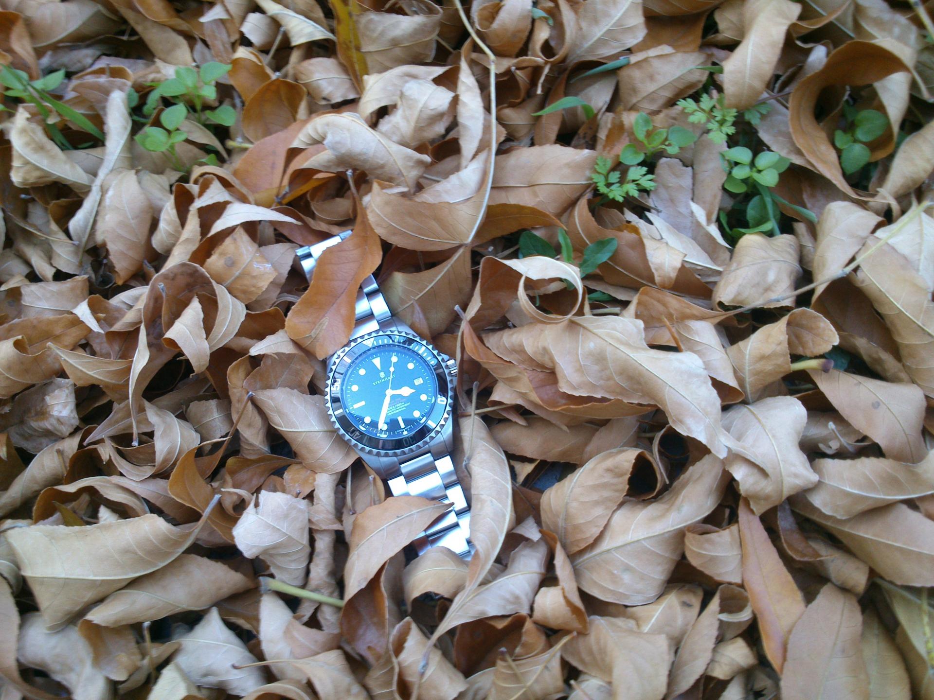 Naziv: DSC_2366.jpg, pregleda: 151, veličina: 349,9 KB