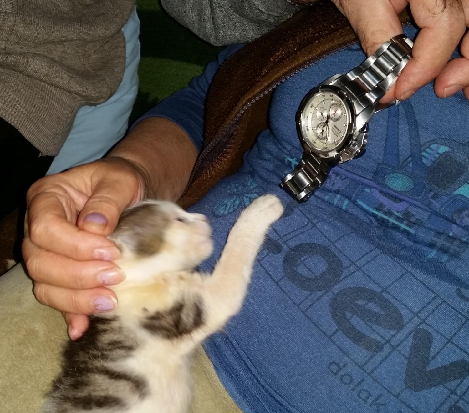 Naziv: 20171111_172326.jpg, pregleda: 181, veličina: 257,0 KB