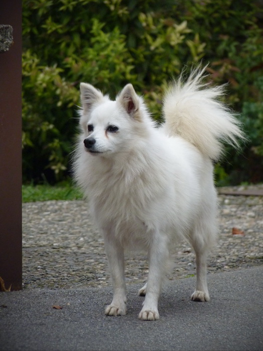 Naziv: P1060124.JPG, pregleda: 325, veličina: 138,8 KB