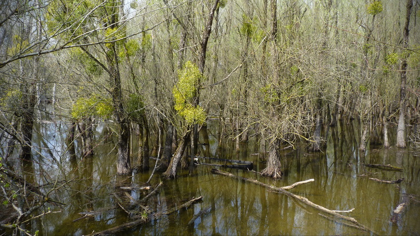 Naziv: P1290274.JPG, pregleda: 183, veličina: 280,2 KB