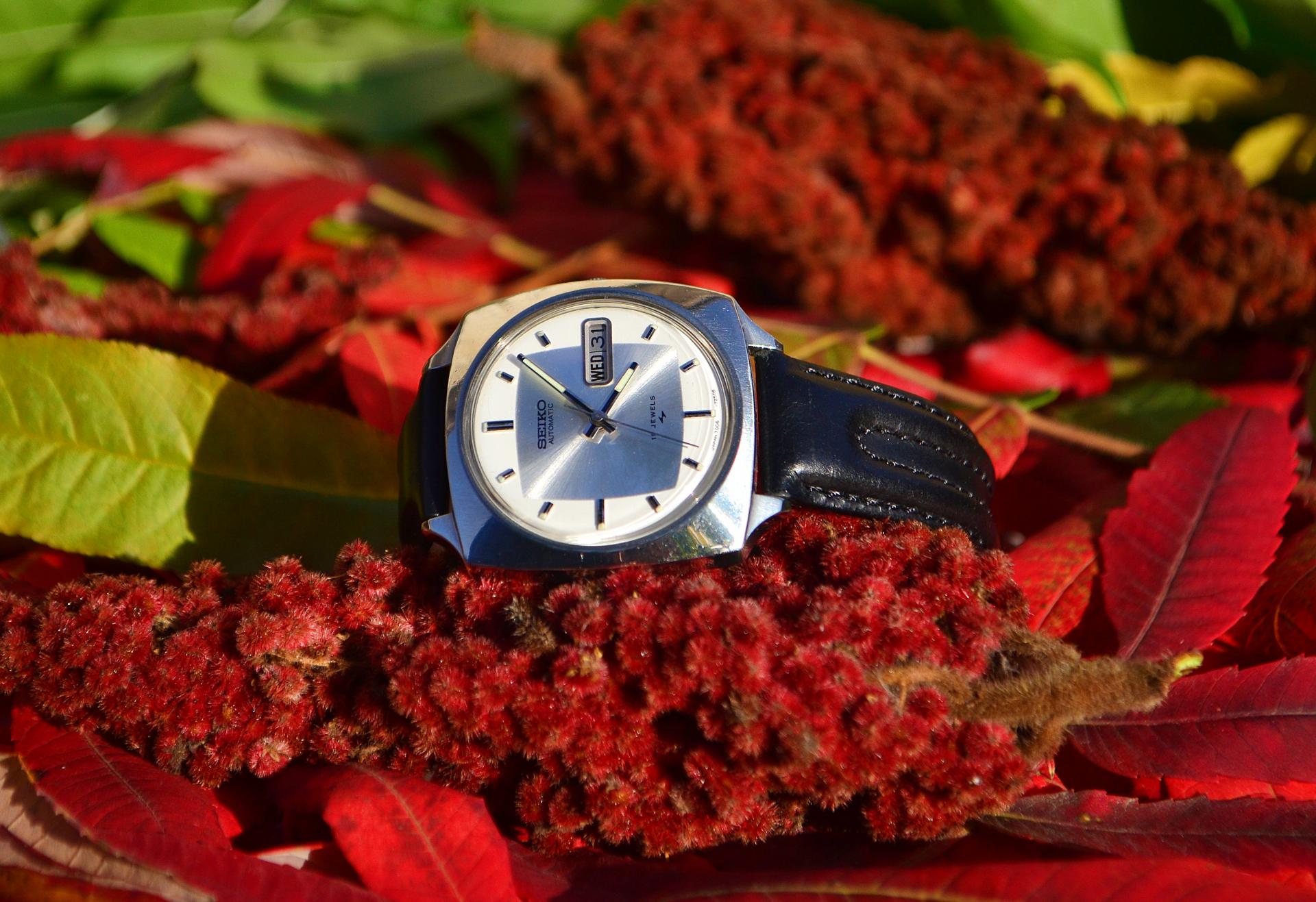 Naziv: DSC_1318 ....jpg, pregleda: 192, veličina: 289,3 KB