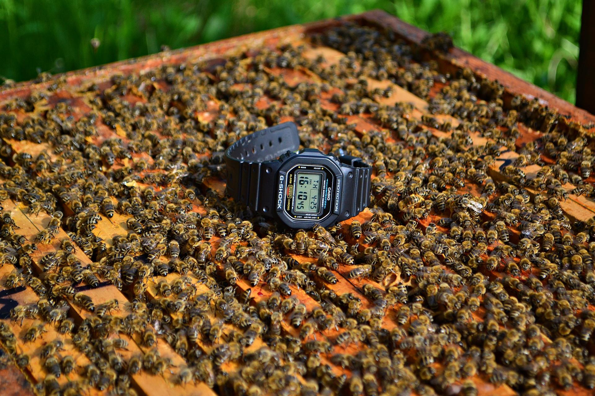 Naziv: DSC_1609 ....jpg, pregleda: 185, veličina: 454,3 KB