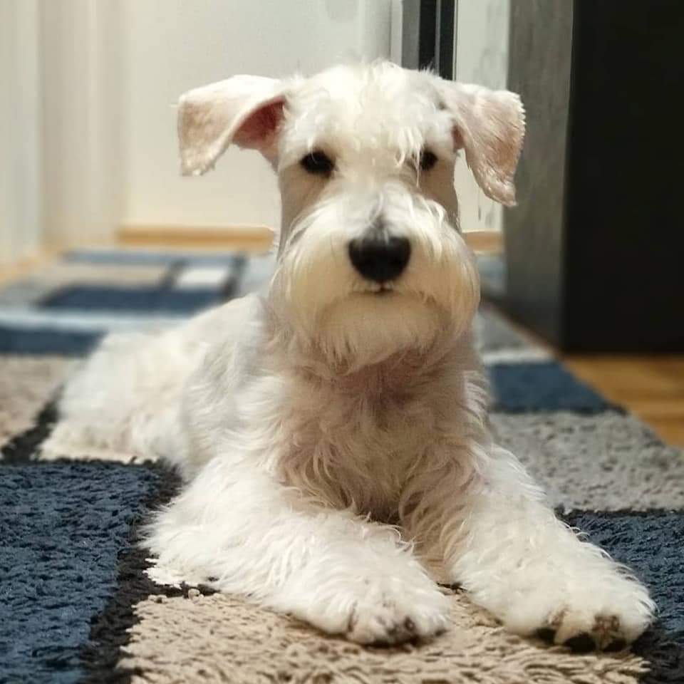 Kliknite za sliku za veću verziju

Ime:	FB_IMG_1610740498262.jpg
Viđeno:	236
Veličina:	60,5 KB
ID:	151917