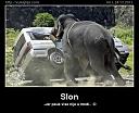 Smešne slike i video klipovi-slon.jpg