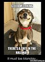 Smešne slike i video klipovi-good-morning-theres-shit-hallway-funny-monday-must-monday.jpg