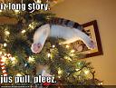 Smešne slike i video klipovi-funny-cat-christmas-tree-jus-pull.jpg