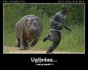 Smešne slike i video klipovi-hippo.jpg