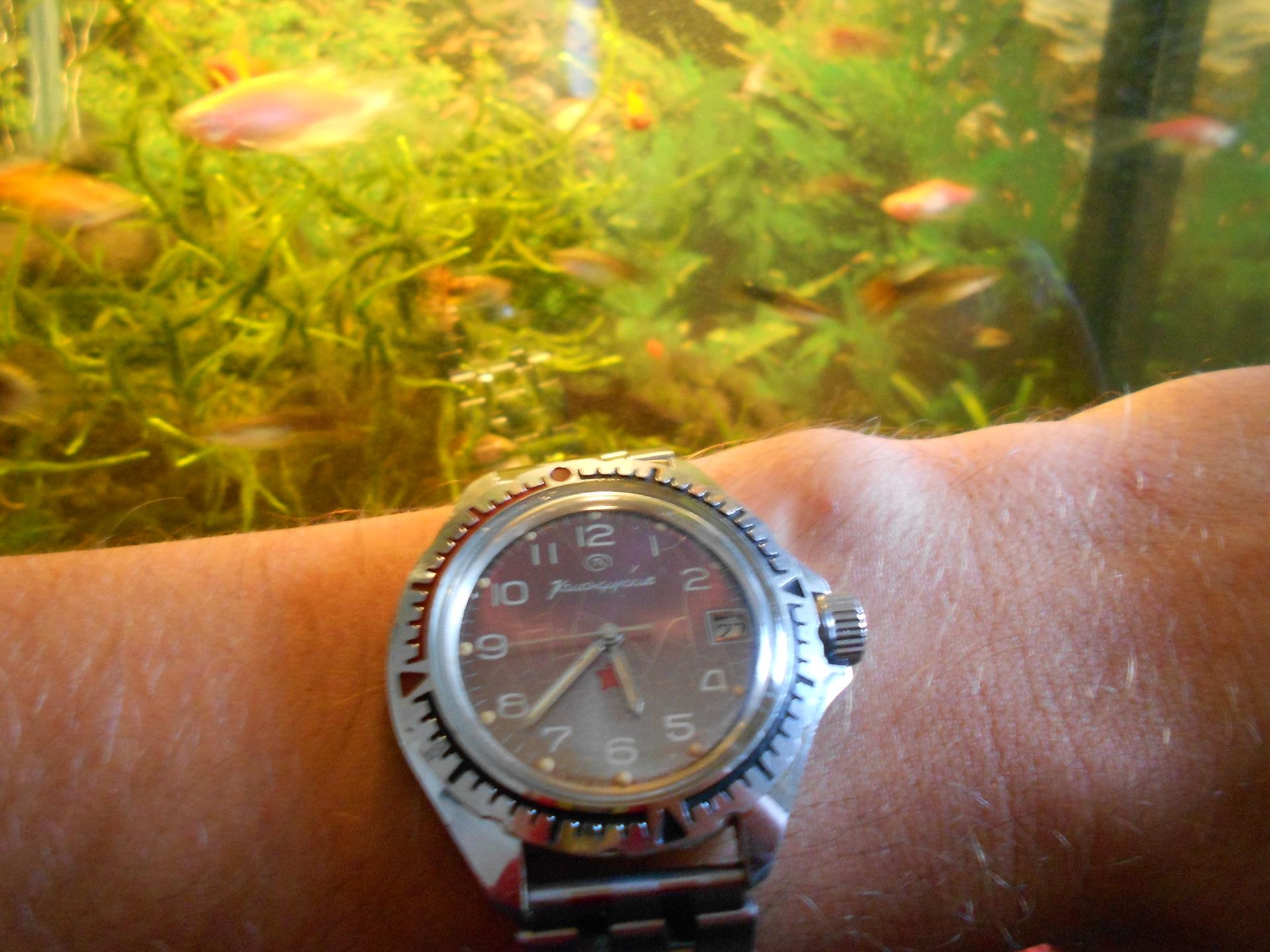 Naziv: DSCN1605.jpg, pregleda: 157, veličina: 257,1 KB