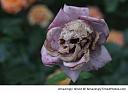 Smešne slike i video klipovi-skull-rose-resizecrop-.jpg