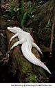 Smešne slike i video klipovi-white-alligator-resizecrop-.jpg