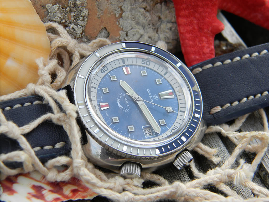 Naziv: squale_darwil_2.jpg, pregleda: 217, veličina: 166,7 KB