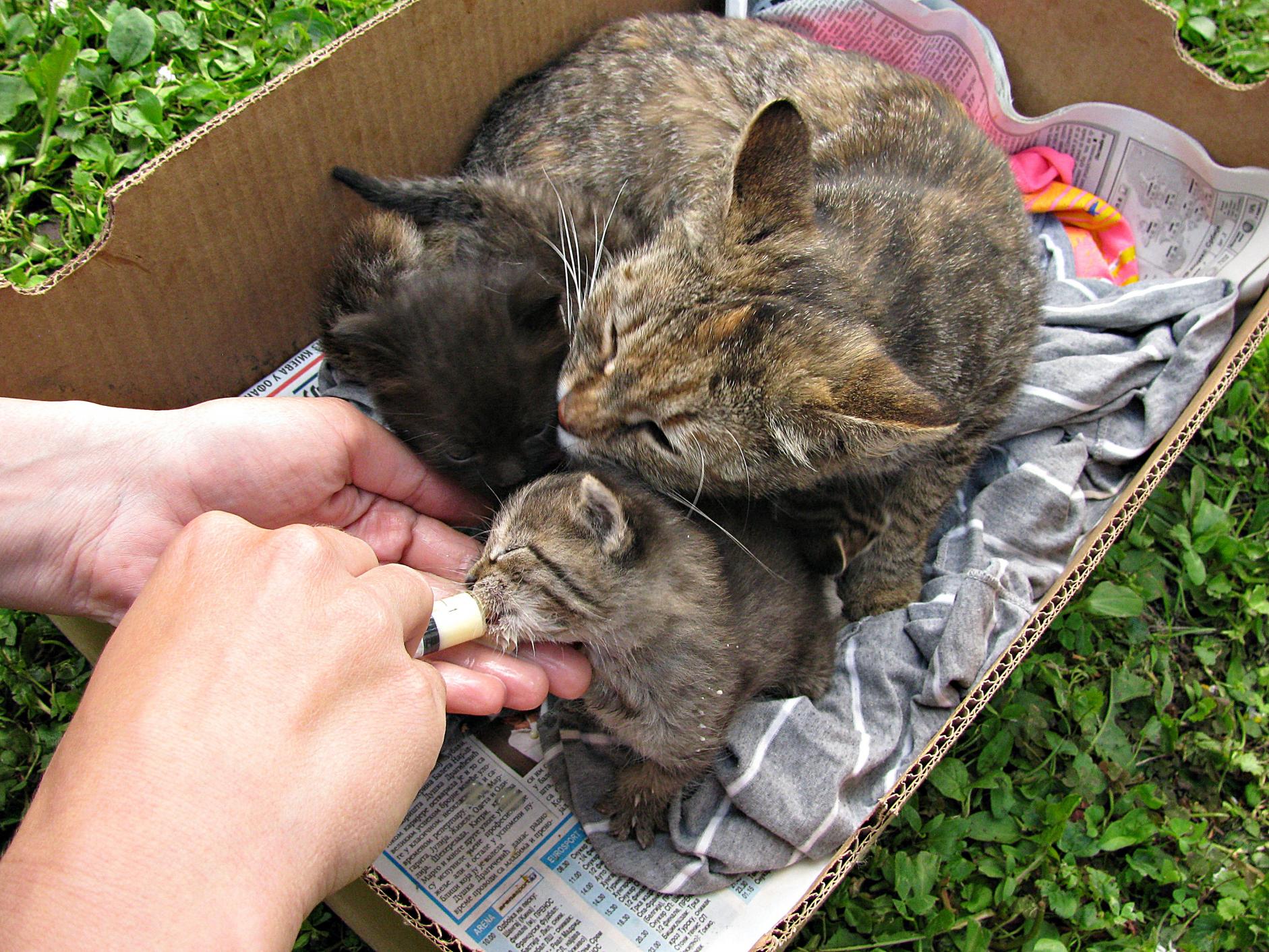 Naziv: IMG_7434 ....jpg, pregleda: 228, veličina: 492,6 KB