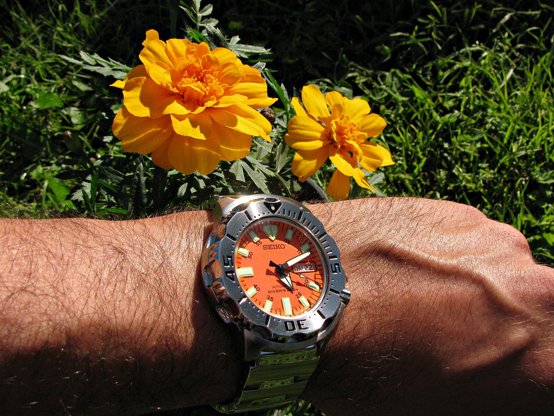 Naziv: IMG_7583 ....jpg, pregleda: 179, veličina: 491,0 KB