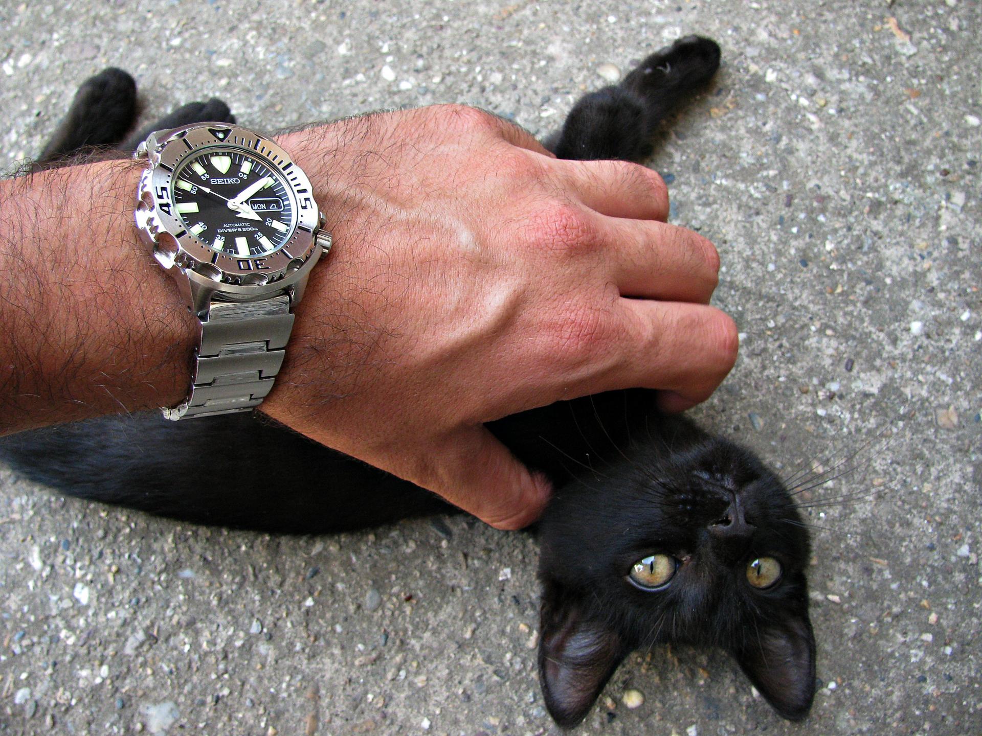 Naziv: IMG_8808 ....jpg, pregleda: 178, veličina: 428,4 KB