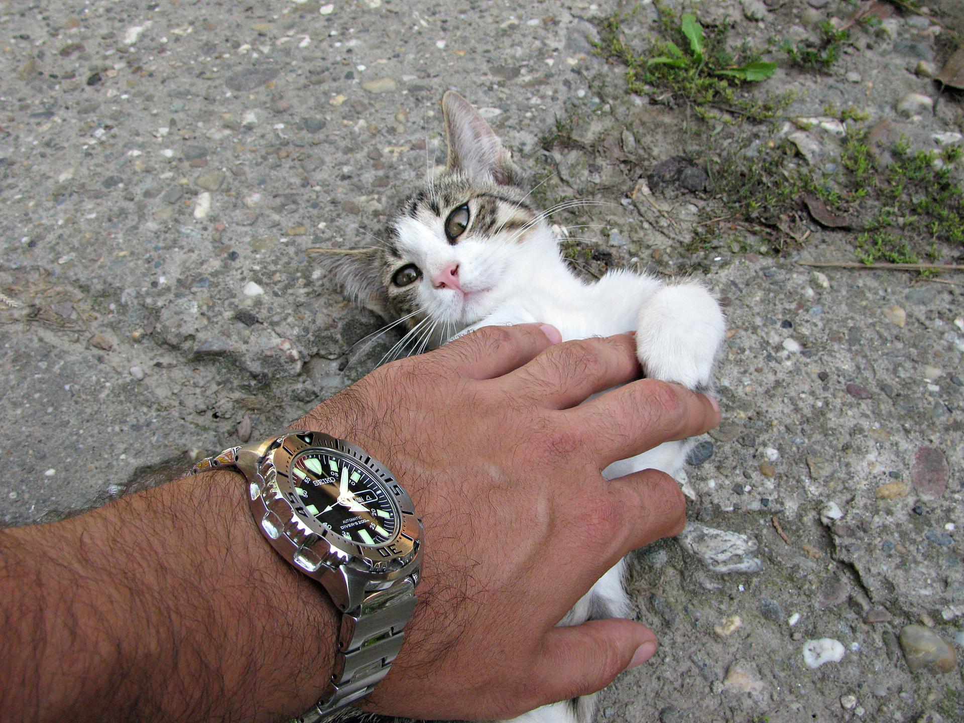 Naziv: IMG_8800 ....jpg, pregleda: 182, veličina: 466,6 KB