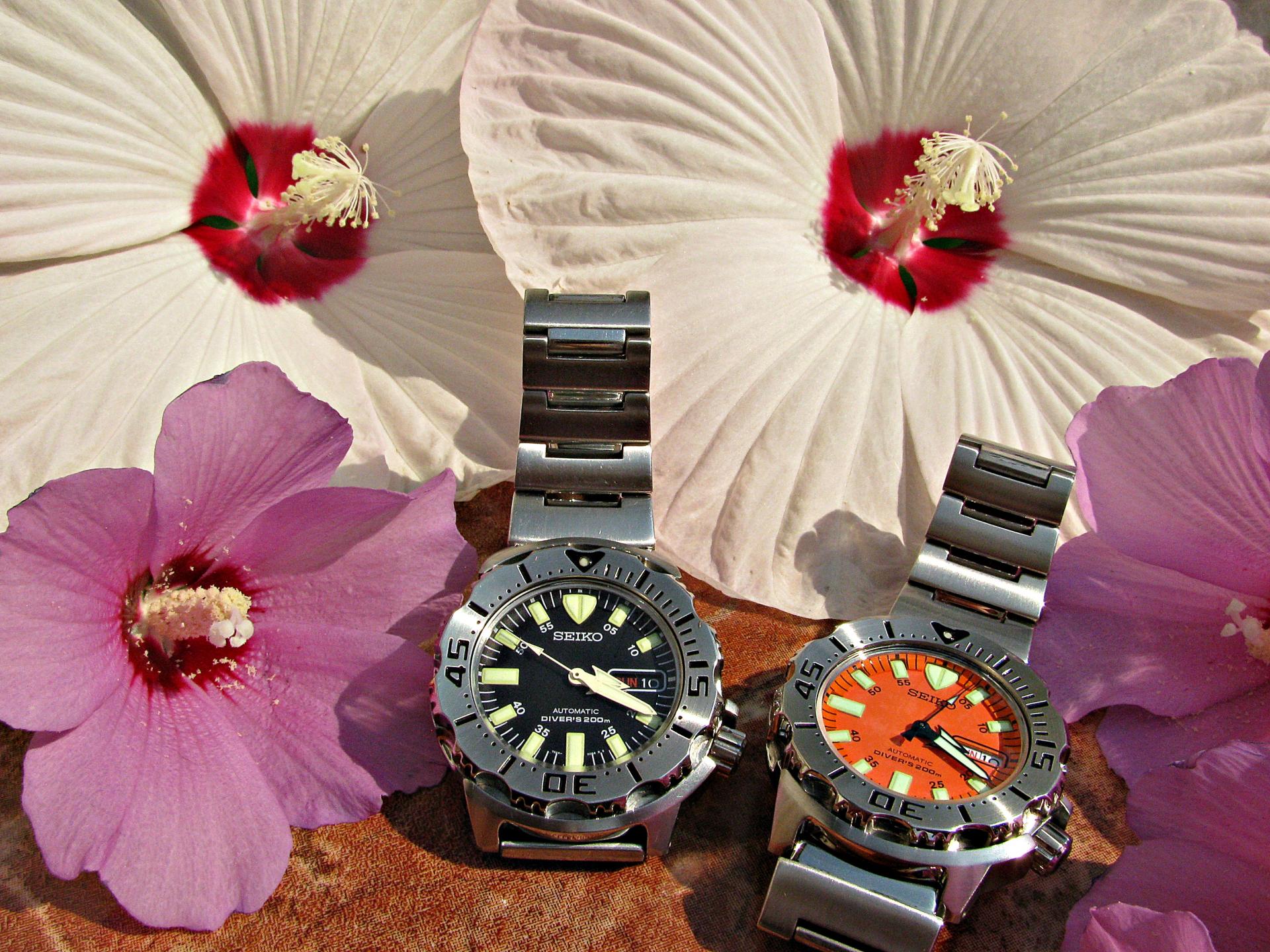 Naziv: IMG_8857 ....jpg, pregleda: 266, veličina: 442,0 KB