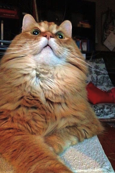 Naziv: 1374633735-catwakesupcomputerWEBSITE.jpg, pregleda: 953, veličina: 247,1 KB